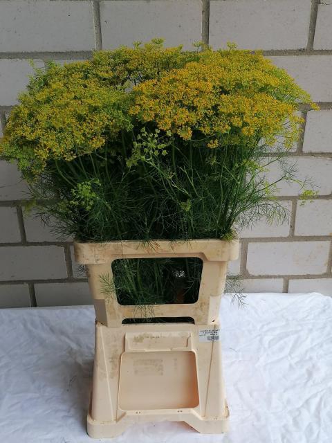 ANETHUM GRAVEOLENS