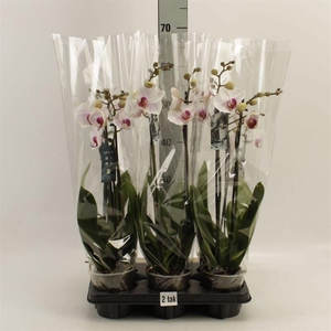 Phalaenopsis  'Ant Denver'