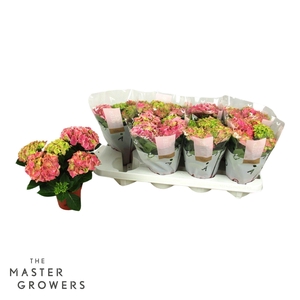 Hydrangea macr. 10cm Candy Heart Pink 3+ bloem