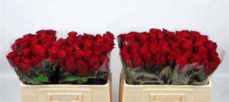 <h4>R Gr Rhodos</h4>