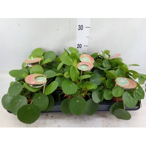 Pilea peperomoides