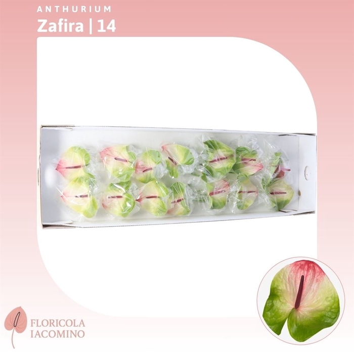 <h4>Anthurium Zafira</h4>