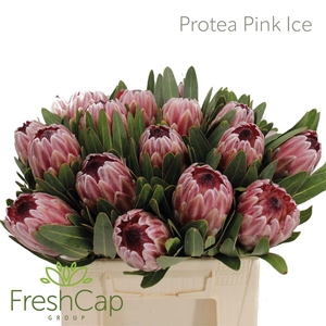 Protea Pink Ice