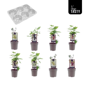 Gooseberry-Currant Mix-Tray
