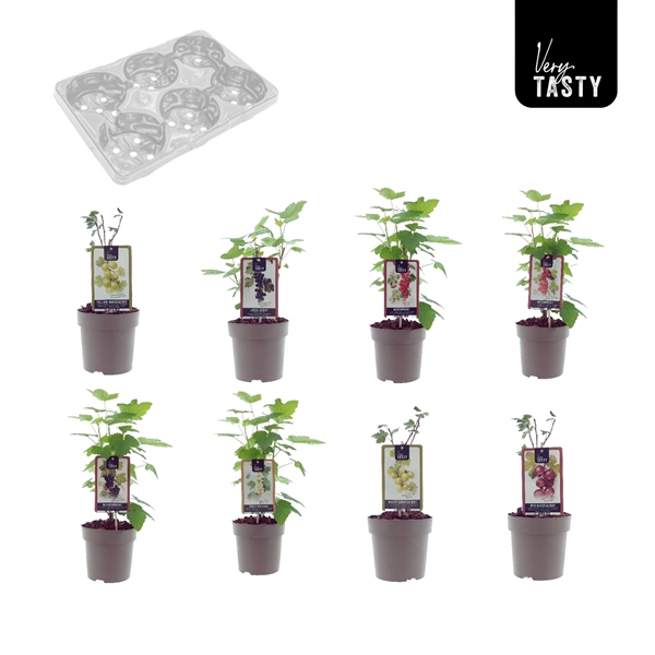 <h4>Gooseberry-Currant Mix-Tray</h4>