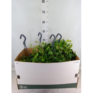 Hedera helix 'Wilco'