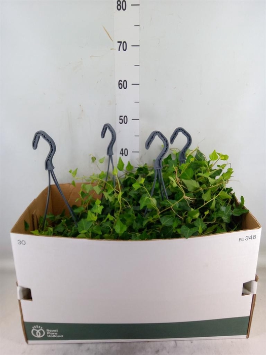 <h4>Hedera helix 'Wilco'</h4>