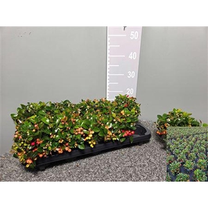 Gaultheria Procumbens 11