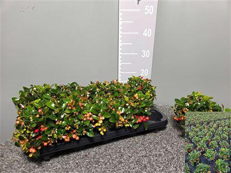 <h4>Gaultheria Procumbens 11</h4>