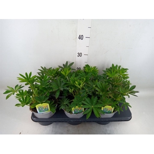 Lupinus polyp. 'Lupini Blue Shades'