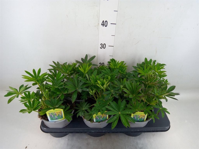 <h4>Lupinus polyp. 'Lupini Blue Shades'</h4>
