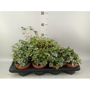 Hedera helix 'White Wonder'