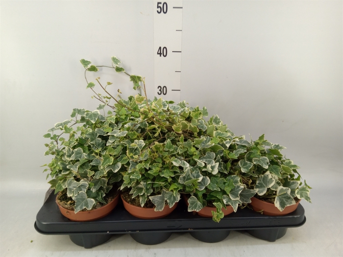 <h4>Hedera helix 'White Wonder'</h4>