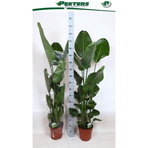 STRELITZIA NICOLAI