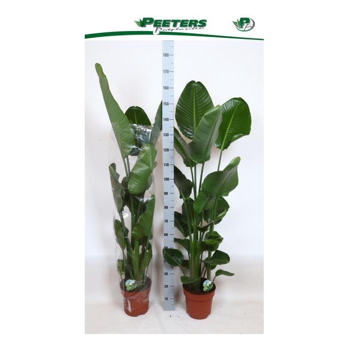 <h4>STRELITZIA NICOLAI</h4>