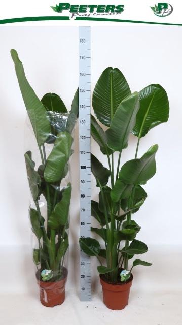 STRELITZIA NICOLAI