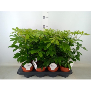 Schefflera arbor. 'Nora'