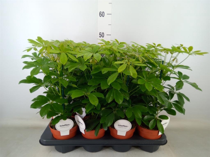 <h4>Schefflera arbor. 'Nora'</h4>