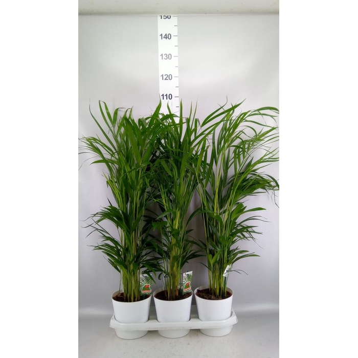 <h4>Dypsis lutescens   ...Chrysalidoca</h4>