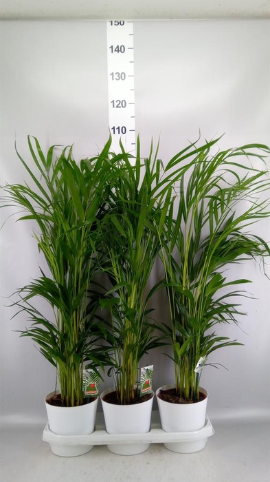 Dypsis lutescens   ...Chrysalidoca
