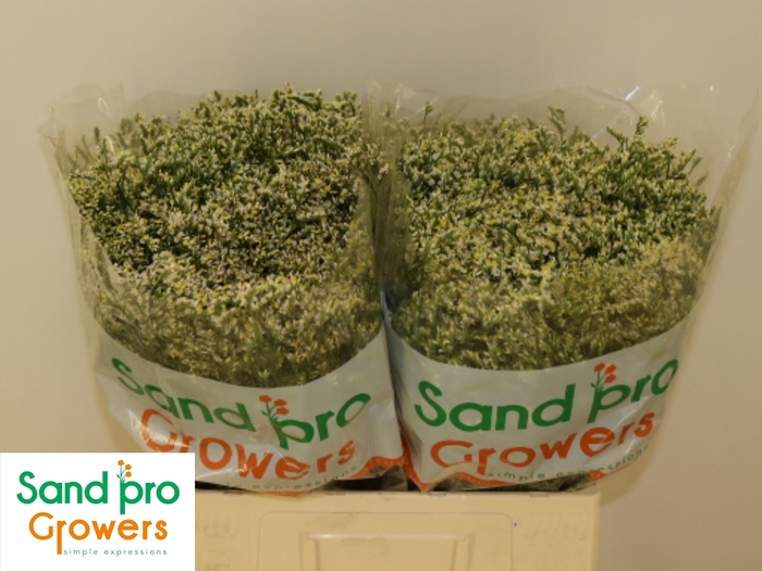 <h4>LIM SIN CLEAR DIA</h4>