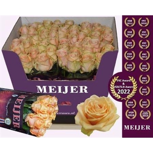 R Gr Pearl Avalanch+