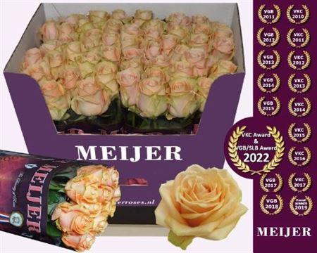 <h4>R Gr Pearl Avalanch+</h4>