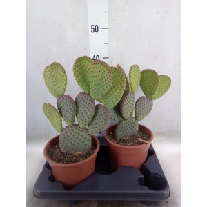 Opuntia microdasys