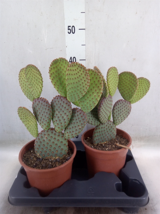 <h4>Opuntia microdasys</h4>