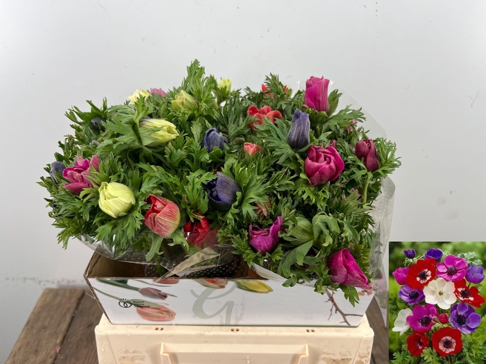 <h4>ANEM CO MAR GEM</h4>