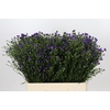 Aster Casamare