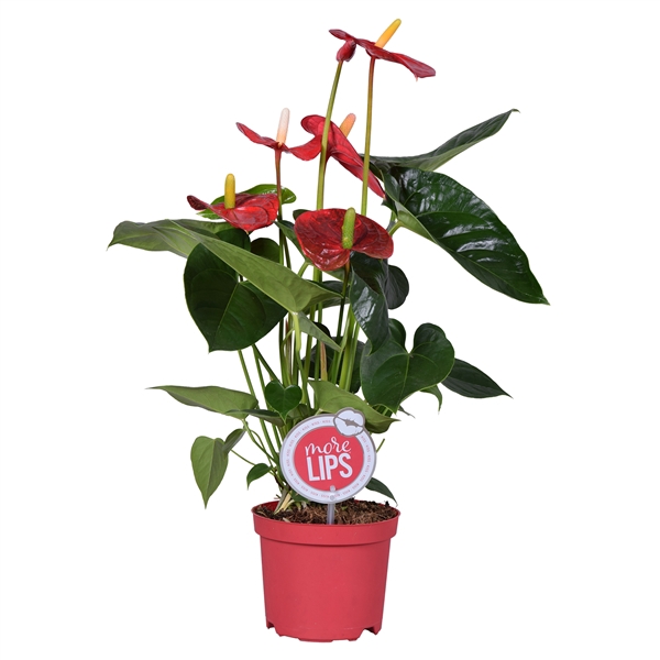 <h4>MoreLIPS® Anthurium Turenza</h4>