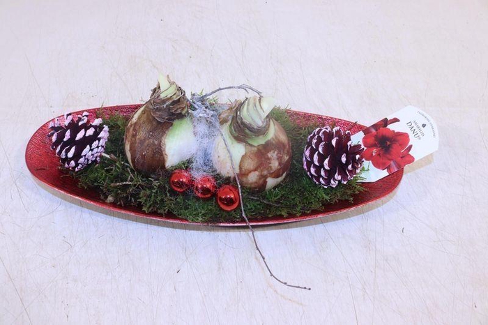 <h4>ARR HIPPEASTRUM</h4>