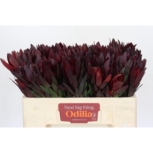 Leucadendron Saf Sunset Dark R.