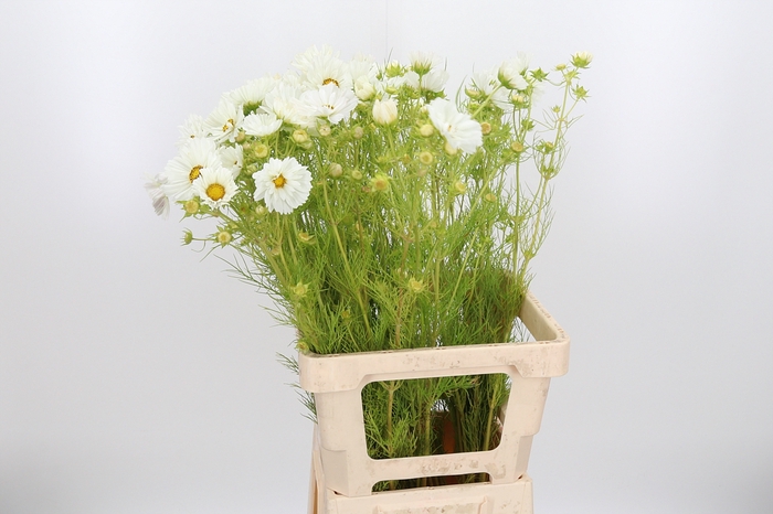<h4>Cosmos Bipinnatus Wit</h4>