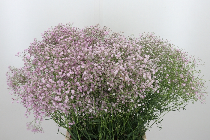 <h4>Gyps Pan My Pink</h4>