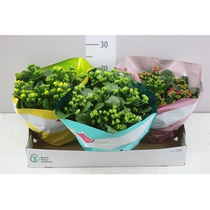 Kalanchoe Bl Gemengd