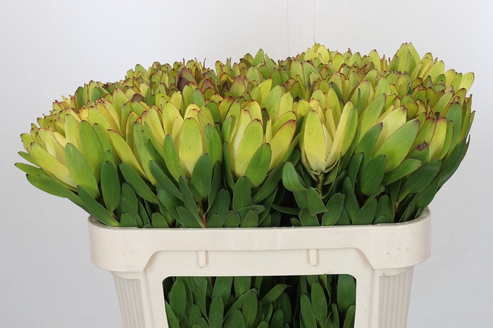 <h4>Leucadendron Goldstrike</h4>