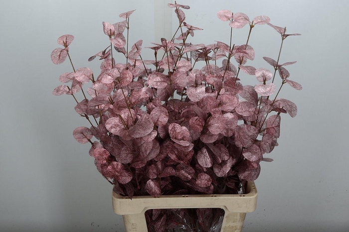 <h4>Deco Stem Euca Cinerea Rose Gold L40w25</h4>