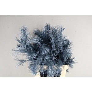 Pinus Grof Metallic L.blue