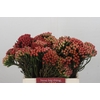 Kaaps Groen Red Brunia