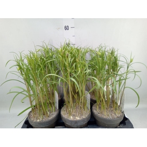 Fritillaria meleagris