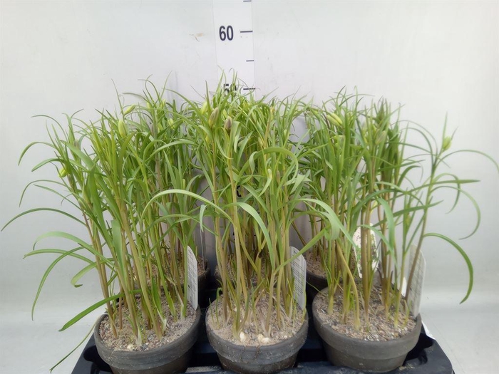 <h4>Fritillaria meleagris</h4>