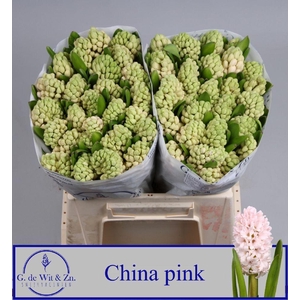 HYAC CHINA PINK