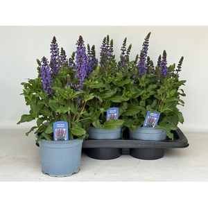 SALVIA NE MIDNIGH PU