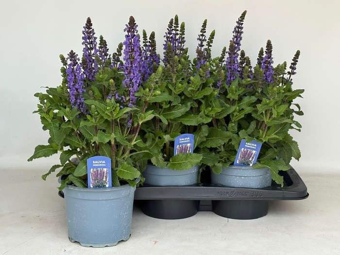 <h4>SALVIA NE MIDNIGH PU</h4>