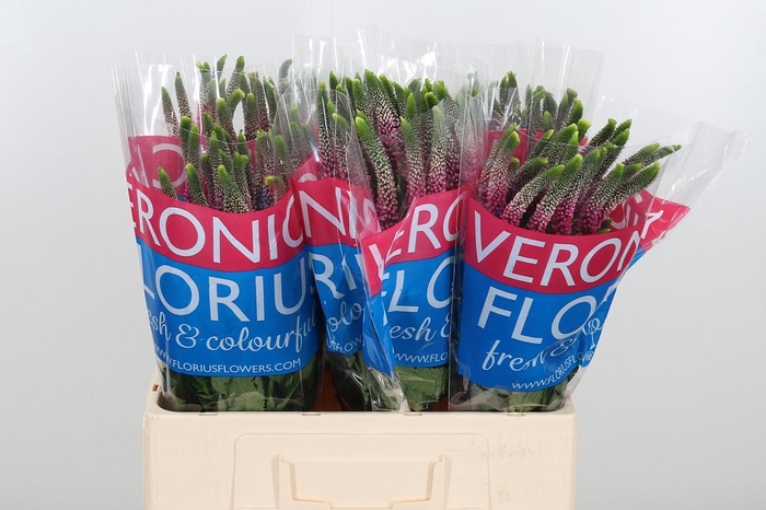 <h4>Veron Smart Artist</h4>