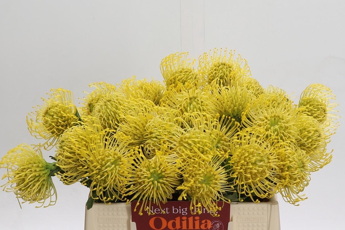 <h4>Nutans High Gold</h4>