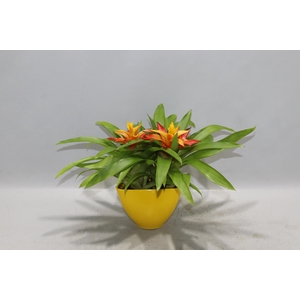 Coupe Borabora gemengd 1