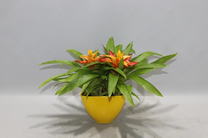 <h4>Coupe Borabora gemengd 1</h4>